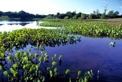 Pantanal