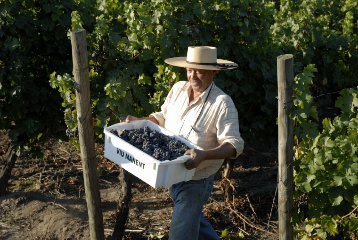 Chiles viner: Vinruten i Curico