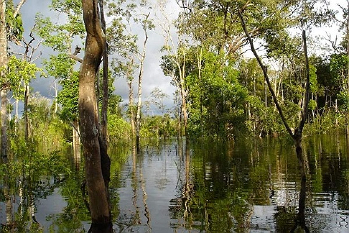 Arara Amazonas